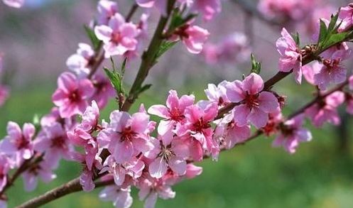 揭秘仙禁生红药的寓意与象征:与哪个生肖息息相关? 揭秘仙禁生红药的寓意与象征:与哪个生肖息息相关?