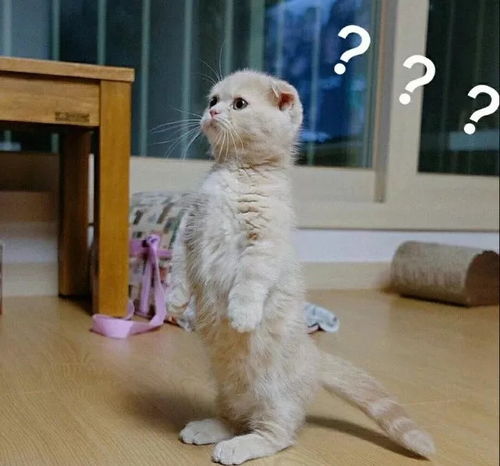 猫猫火车最新消息:全新列车线路即将开通,敬请期待! 猫猫火车最新消息:全新列车线路即将开通,敬请期待!