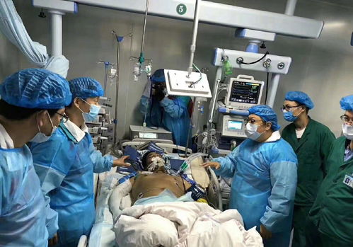 白鹿重伤住院，专家团队全力抢救，希望重见天日。