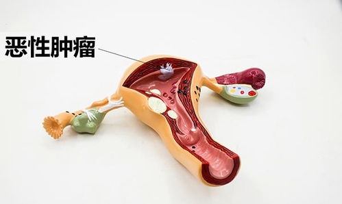 揭秘命运冠位指定医生:背后的真相和故事 揭秘命运冠位指定医生:背后的真相和故事