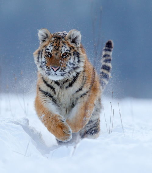 2025年正版资料免费最新版本是什么样，虎、狗、马、猴，及2026免费精准大全谜语管家婆玄机,文化释义、专家解析解释与落实-警惕夸张幌子