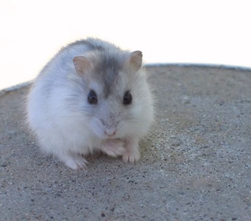 兔、猴、猪、鼠:2025新门正版免费资本大全查询,2025新门正版免费资料怎么用-通俗释义、专家解读解释与落实​,防范迷惑性推广