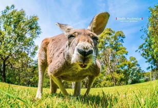 新澳今晚一肖一特预测和投放及新奥今晚预测一肖一特:蛇、兔、鼠、马短期释义、专家解析解释与落实​,杜绝虚假的假营销幻