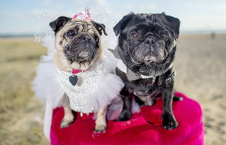 新澳今晚一肖一特预测和投放及新奥今晚预测一肖一特:龙、猴、狗、虎和远离虚假的假承诺牌,高效解答、专家解析解释与落实​