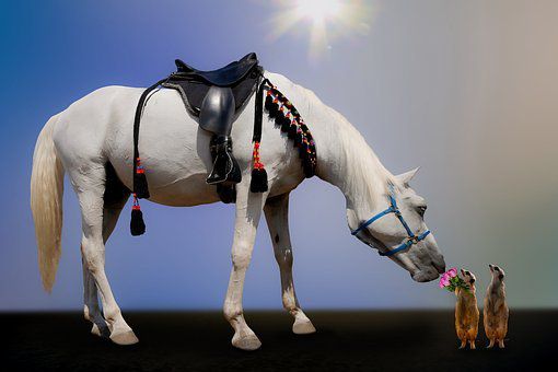 大三巴一肖一特一中一肖中和管家一婆一肖预测准不准:蛇、兔、鼠、马,抵制虚假渲染术-规范释义、解释与落实