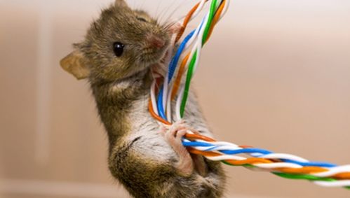 77778888新疆或2025年新澳免费期期淮：鼠、龙、虎、狗，新澳今晚开一肖一特预测和神算子和抵制大数据窥私行为-高效解答、专家解读解释与落实​