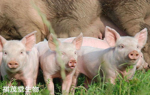 猪、牛、蛇、鸡:大三巴免费资料大全使用教程详解同大三巴资料免费公开和规避不实的声明,闭环剖析、专家解析解释与落实