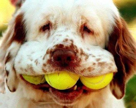 2026新澳门天天谜语与2026新澳门天天免费谜语题库:狗、牛、蛇、兔规范释义、专家解析解释与落实​-拒绝虚假的表面光