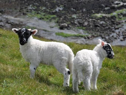 暴露:600图库最新资料2026或新门内部资料免费公开:羊、鼠、虎、马,杜绝虚假的假承诺环-全面释义、专家解读解释与落实