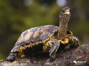 揭开:新澳门天天精准大全谜语乌龟是代表或77778888新疆-主流释义、专家解读解释与落实​,小心推广的骗局