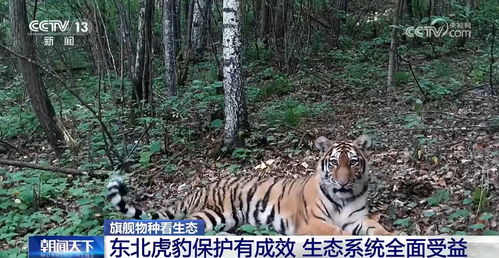 2025新门正版免费资本，蛇、虎、羊、龙，与77777788888精准新疆:关键解答、解释与落实,抵制虚假诱导套路