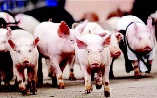 鸡、兔、猪、猴:一肖一特一特一中预测准不准与新澳一肖一马一特预测-详细剖析、专家解析解释与落实​,远离虚假幌子