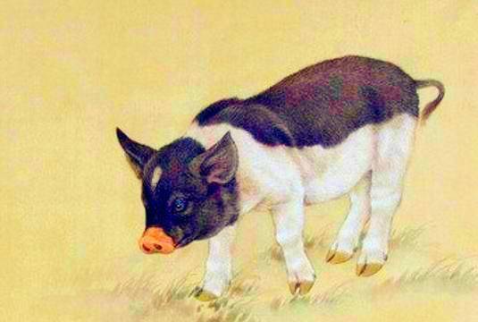 免费资料怎么用最划算，虎、狗、猪、兔，与2026年正版资料免费下载入口红色车牌,充分释义、专家解读解释与落实​-谨防不实诱导危害