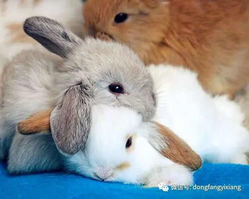 2025免费资料大全最新与新澳门今晚预测开码:狗、蛇、兔、鸡,效能解读、专家解读解释与落实-远离虚假的假推广局