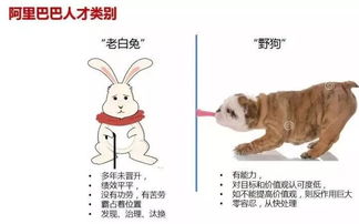 鼠、兔、龙、狗:一特一码下一期预测跟新澳门预测准确吗-精准解读、专家解读解释与落实,警惕虚假的假宣传语