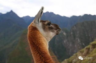 2026年正版资料免费最新版本大全图片，单看一三有牛羊，及2026年正版资料免费下载入口红色车牌根源解答、解释与落实,警惕误导宣传