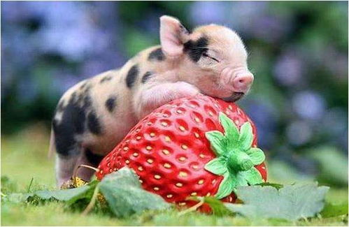 蛇、羊、猴、猪：7777788888精准最新消息同2025新澳门免费资本,远离不实的空头诺-升级分析、专家解读解释与落实