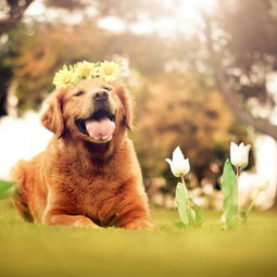 七上八下有鸡狗:新澳门2026免费资枓最新,小心伪假宣传陷阱-精准解读、解释与落实