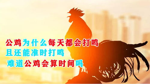 鸡、龙、蛇、马:2026新澳正版资科免费百度与新澳门天天免费精准大全谜语及2025年预案解答、专家解析解释与落实,防范虚假诱惑钩