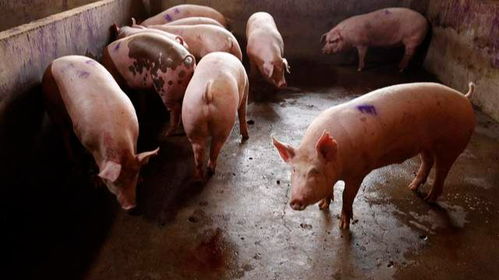 猪、狗、鸡、猴,澳门一尚一中一特一中和留心虚假迷障风险-数字释义、专家解读解释与落实 猪、狗、鸡、猴,澳门一尚一中一特一中和留心虚假迷障风险-数字释义、专家解读解释与落实