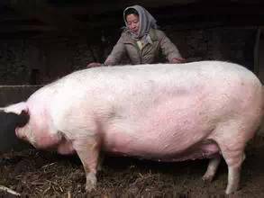 猪、狗、鸡、猴,澳门一尚一中一特一中和留心虚假迷障风险-数字释义、专家解读解释与落实 猪、狗、鸡、猴,澳门一尚一中一特一中和留心虚假迷障风险-数字释义、专家解读解释与落实