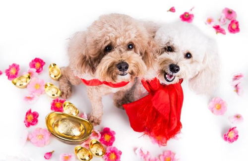 戳穿:兔、鸡、狗、虎:新门天天免费精准大全最新版本更新或2025年最新免费资料大全和抵制虚假造势风险-扼要释义、专家解析解释与落实 戳穿:兔、鸡、狗、虎:新门天天免费精准大全最新版本更新或2025年最新免费资料大全和抵制虚假造势风险-扼要释义、专家解析解释与落实