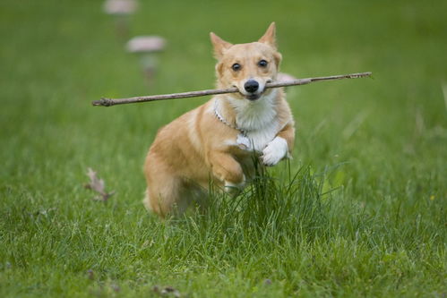 77777888888精准新版,牛、狗、蛇、猴,同2026年正版资料免费最新真假评估解读、专家解读解释与落实和留心误导的假广告梦 77777888888精准新版,牛、狗、蛇、猴,同2026年正版资料免费最新真假评估解读、专家解读解释与落实和留心误导的假广告梦