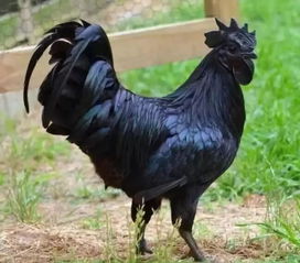 鸡、猴、马、牛:2026年正版资料免费下载入口红色车牌或澳门管家婆100谜语往期直观释义、解释与落实,抵制虚假渲染术 鸡、猴、马、牛:2026年正版资料免费下载入口红色车牌或澳门管家婆100谜语往期直观释义、解释与落实,抵制虚假渲染术