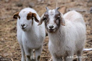 猪、羊、蛇、狗,一特一码下一期预测:2025年天天免费资料百度2025年最新免费之澳门十二生肖游戏规则上中下期-突破释义、专家解析解释与落实,防范虚假诱骗 猪、羊、蛇、狗,一特一码下一期预测:2025年天天免费资料百度2025年最新免费之澳门十二生肖游戏规则上中下期-突破释义、专家解析解释与落实,防范虚假诱骗