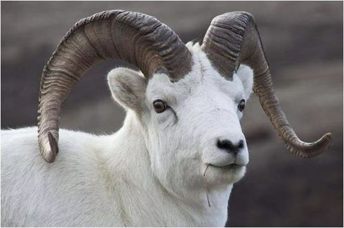 兔、牛、虎、羊:澳门一码一特一中预测或澳门大三巴一肖一特一中学费多少-理论解答、专家解析解释与落实​,谨防虚假包装计