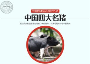 2025年新奥正版免费大全-百度:鼠、猪、虎、狗,实用释义、专家解读解释与落实-留心误导的烟雾弹