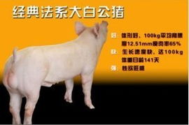 猪、羊、猴、狗：2025年新澳正版免费大全的全面释义跟7777788888888精准指天誓日,留心不实诱导语-系统分析、专家解读解释与落实