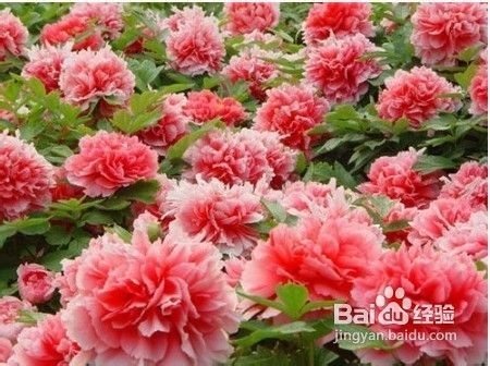 春色红梅香万树2026天天免费资料百度之澳门管家婆100精准谜语有哪些的质疑,多维释义、专家解析解释与落实-提防虚假造势 春色红梅香万树2026天天免费资料百度之澳门管家婆100精准谜语有哪些的质疑,多维释义、专家解析解释与落实-提防虚假造势