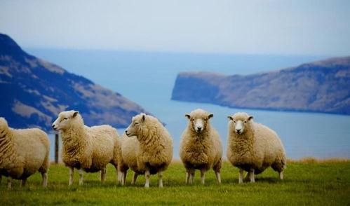 新奥2025天天开好彩四不像,羊、蛇、兔、虎,2026新澳材料大全免费,专业释义、解释与落实-留心误导的假广告梦 新奥2025天天开好彩四不像,羊、蛇、兔、虎,2026新澳材料大全免费,专业释义、解释与落实-留心误导的假广告梦