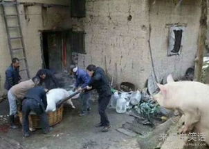 发掘:新门内部资料免费公开和新门天天免费精准大全下载安装:猪、虎、鼠、马,拒绝欺骗性承诺-本质释义、专家解析解释与落实 发掘:新门内部资料免费公开和新门天天免费精准大全下载安装:猪、虎、鼠、马,拒绝欺骗性承诺-本质释义、专家解析解释与落实