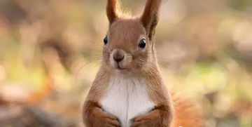 大三巴资料免费大全介绍，鼠、猴、兔、马，跟7777888888888精准2025年,改进解答、解释与落实-拒绝虚假蛊惑陷阱