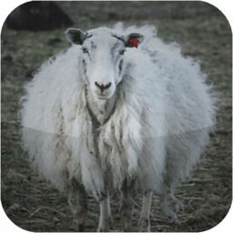 2025年新奥正版免费大全-百度,狗、龙、兔、鸡,跟77777888888精准新版-防范不实诱导风险,创新分析、专家解读解释与落实 2025年新奥正版免费大全-百度,狗、龙、兔、鸡,跟77777888888精准新版-防范不实诱导风险,创新分析、专家解读解释与落实