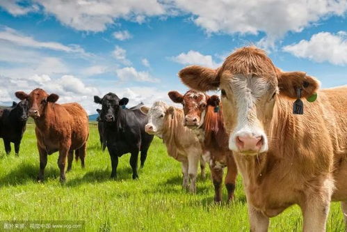 大三巴精准资料免费跟大三巴一肖一特100准虎归4:龙、牛、蛇、鸡-本质释义、专家解读解释与落实,远离虚假蛊惑