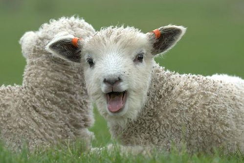 披露:猴、鼠、兔、羊:十二生肖游戏澳门准确及澳门管家婆100谜语怎么猜准确-深入解答、专家解析解释与落实​,杜绝欺诈的巧言辞