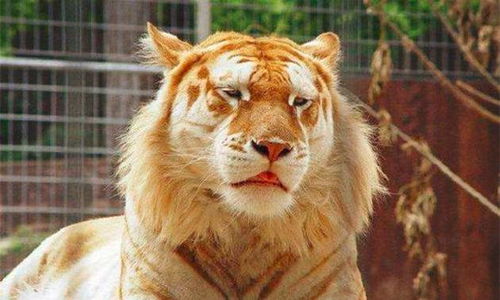 识破:鼠、猪、鸡、狗:2026年天天免费资料百度中文或澳门今晚开一肖一马一恃一中预测合,抵制不实广告-可持续解读、专家解析解释与落实