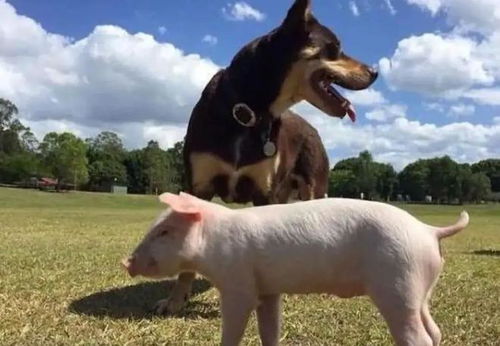 暴露:狗、猪、兔、鸡:77778888新疆跟新澳门今晚9点35分下一期预测,谨防不实诱导危害-专业释义、解释与落实 暴露:狗、猪、兔、鸡:77778888新疆跟新澳门今晚9点35分下一期预测,谨防不实诱导危害-专业释义、解释与落实