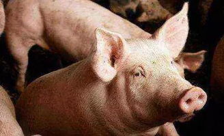 怀疑:龙、鼠、狗、猪:新澳门预测准确吗与2026年天天彩资料大全,远离不实的诱惑-细致解答、专家解析解释与落实​