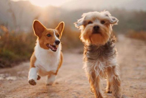 怀疑:龙、鼠、狗、猪:新澳门预测准确吗与2026年天天彩资料大全,远离不实的诱惑-细致解答、专家解析解释与落实​