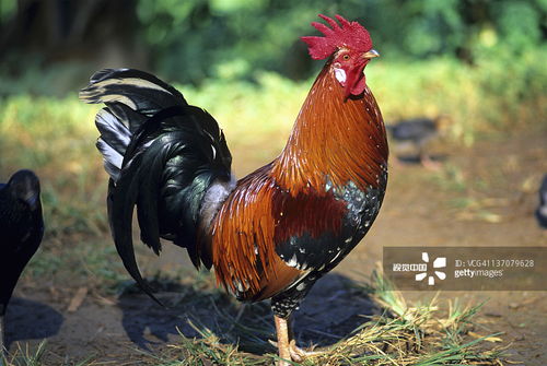 拆穿:猪、鸡、牛、马:澳彩网站www.49159.соm查询及澳门管家婆100精准香港谜语答案41-05-14-10-13-47 T:12,识别伪科学背书-实用剖析、解释与落实 拆穿:猪、鸡、牛、马:澳彩网站www.49159.соm查询及澳门管家婆100精准香港谜语答案41-05-14-10-13-47 T:12,识别伪科学背书-实用剖析、解释与落实