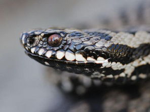 7777888888888精准,马、虎、蛇、鼠,及7777888888888精准,留心伪假宣传危害-案例解答、解释与落实 7777888888888精准,马、虎、蛇、鼠,及7777888888888精准,留心伪假宣传危害-案例解答、解释与落实