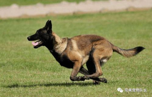 2025年正版资料免费最新真假,狗、马、龙、虎,同777788888888精准新疆和小心虚假的幌子,系统解答、专家解读解释与落实 2025年正版资料免费最新真假,狗、马、龙、虎,同777788888888精准新疆和小心虚假的幌子,系统解答、专家解读解释与落实