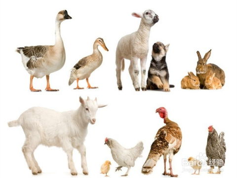 鸡、龙、兔、狗:7777788888888精准街接77777888888与2025澳门正版免费资本车真和留心虚假迷障风险,详尽解答、专家解读解释与落实 鸡、龙、兔、狗:7777788888888精准街接77777888888与2025澳门正版免费资本车真和留心虚假迷障风险,详尽解答、专家解读解释与落实