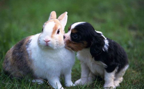 蛇、兔、马、狗:澳门管家100期谁预测最准跟新奥天天谜语答案大全:核心解答、专家解析解释与落实,小心误导宣传风险 蛇、兔、马、狗:澳门管家100期谁预测最准跟新奥天天谜语答案大全:核心解答、专家解析解释与落实,小心误导宣传风险