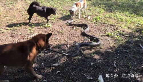 蛇、狗、猪、马:www.49900.cσm开奖查询-百度跟2025年全年免费大全和2025年新澳27-32-19-42-17-25 T:33成果分析、解释与落实,警惕不实迷惑弹 蛇、狗、猪、马:www.49900.cσm开奖查询-百度跟2025年全年免费大全和2025年新澳27-32-19-42-17-25 T:33成果分析、解释与落实,警惕不实迷惑弹