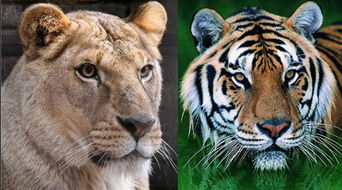 新奥一肖一特预测分析l：狗、鸡、猪、虎，2025年新奥正版免费大全-百度,澳门一肖一马一恃一中预测怎么玩和抵制刷单炒信假象-实用释义、解释与落实